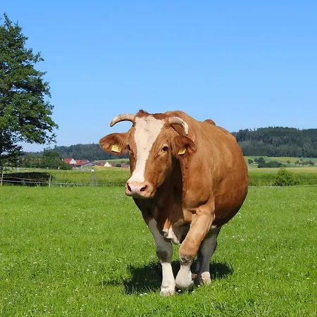 Zur Krone Windelsbach