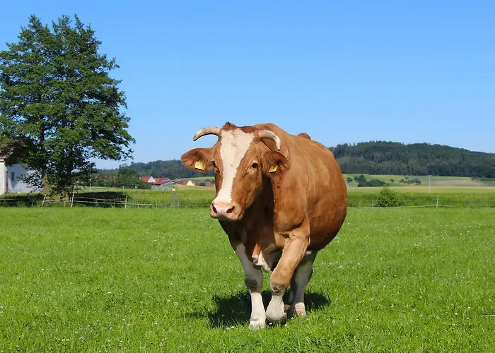 Zur Krone Windelsbach